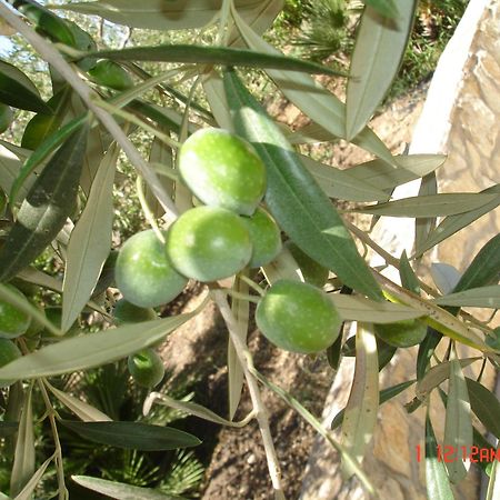 B&B Garzia Santa Marinella Εξωτερικό φωτογραφία