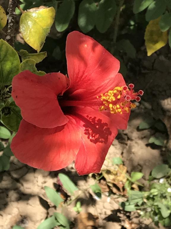 B&B Garzia Santa Marinella Εξωτερικό φωτογραφία